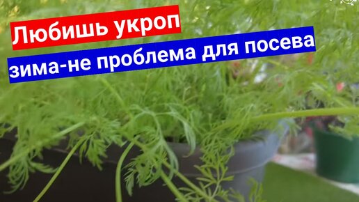 ТЯНЕТ НА УКРОП ЗИМОЙ_ КАК ВЫРАСТИТЬ ДОМА НА ПОДОКОННИКЕ СУПЕР - ШИК УРОЖАЙ!