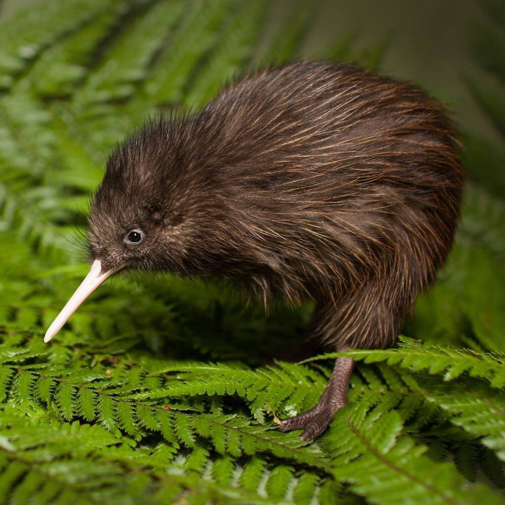 Птица киви в новой Зеландии. Нелетающая птица киви. Птица киви символ новой Зеландии. Новозеландская киви киви.