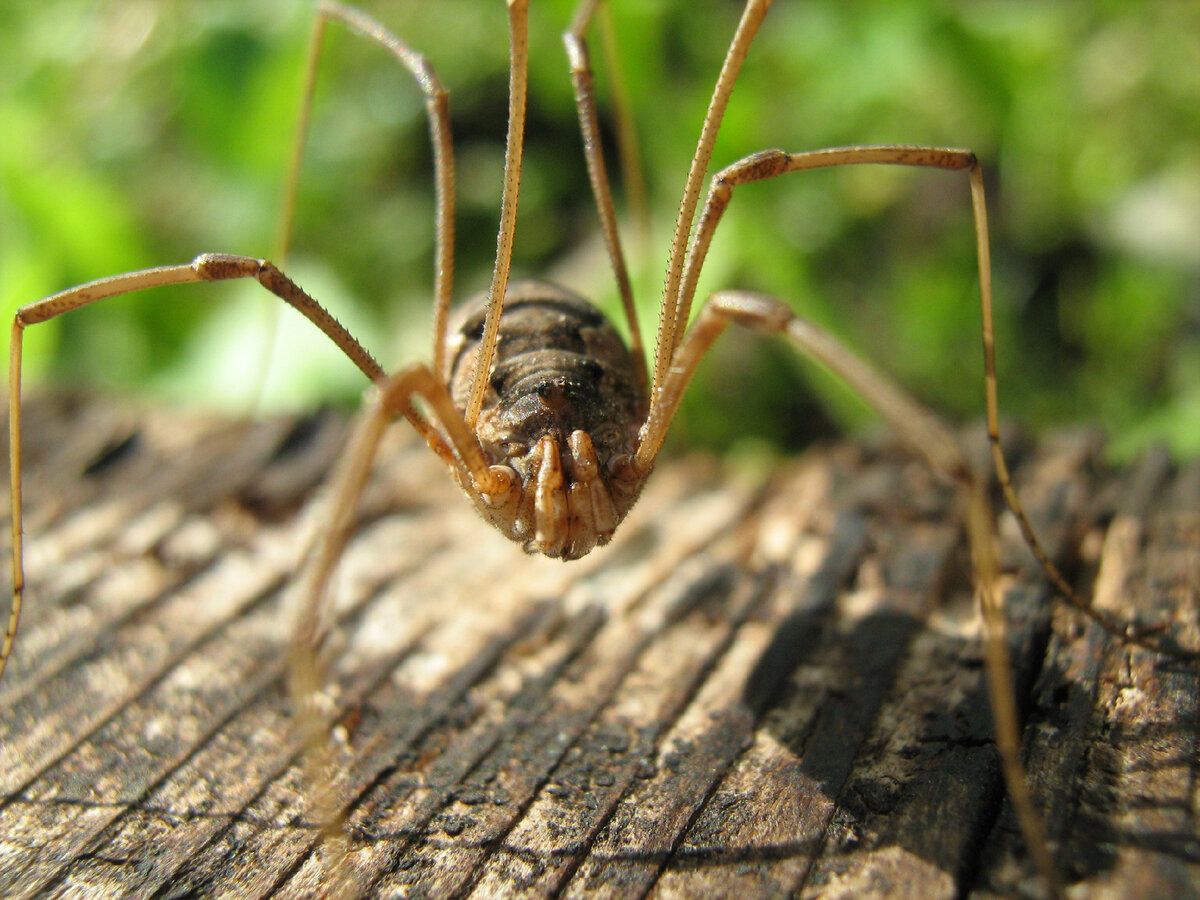 К какому классу относятся пауки. Паук относится к классу насекомых. Относятся ли пауки к насекомым. Паук это насекомое или нет. Паукообразные отряды и представители.