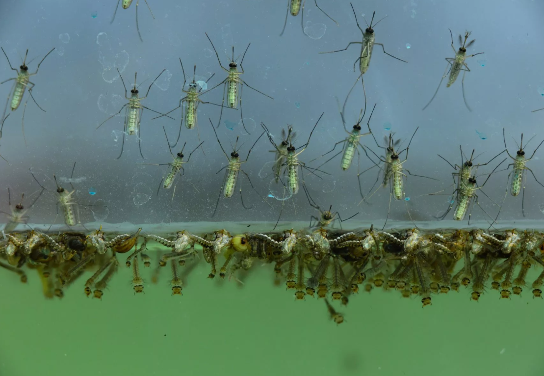 Mosquito Control Product Guide & Review How to Get Rid of Mosquitos Live fish, D