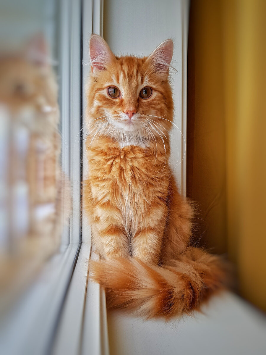 Кошка, очень похожая на Зорьку детства...