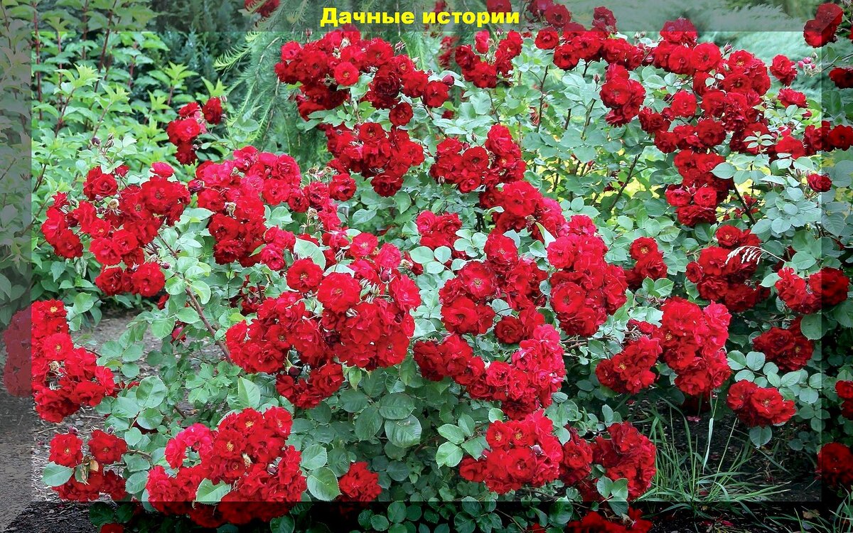 https://vk.com/photo-159774511_457263810. Роза "Аделаида Худлесс"