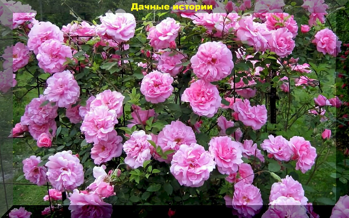 https://vk.com/photo-159774511_457263811. Роза "Джон Девис"