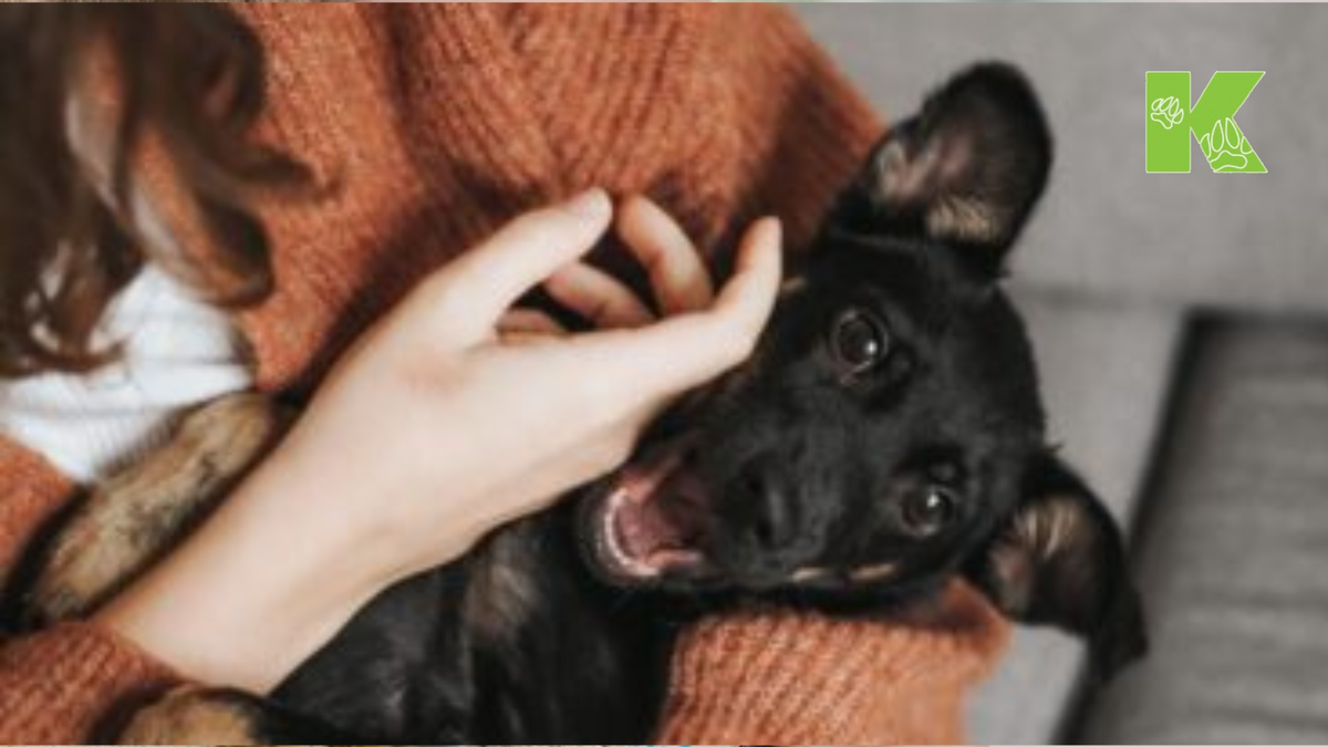 У щенков часто бывает икота, особенно после кормления или питья. Это происходит, когда диафрагма, мышца, которая помогает собакам дышать, сокращается непроизвольно.