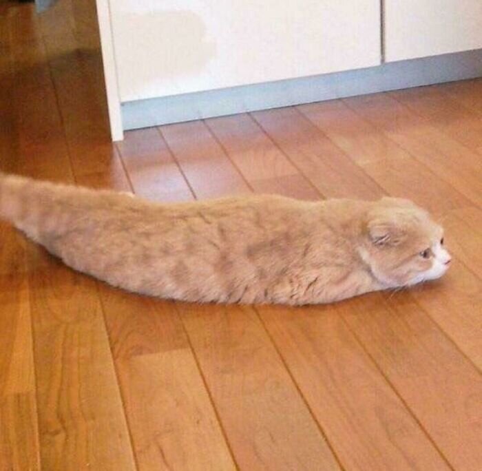 Cat well