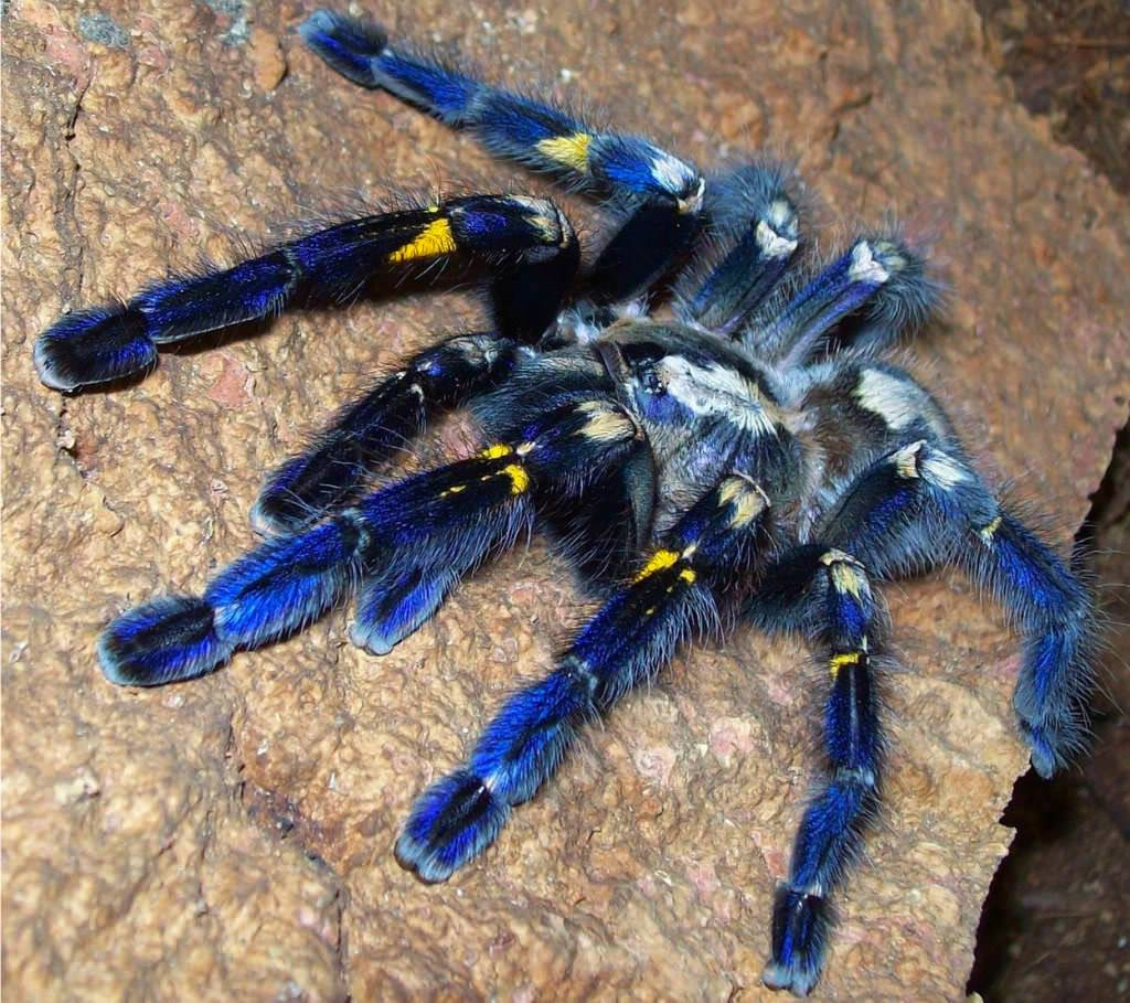  В мире природы существует множество видов, которые заставляют нас удивляться своими уникальными чертами. Один из таких видов – бразильский драгоценный тарантул (Pamphobeteus spp.