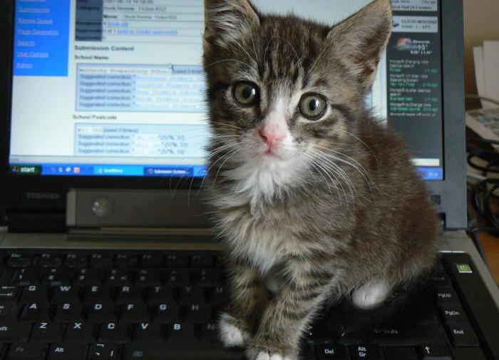 Кошка сидит. Кот на подоконнике. Cat standing. Кот уставился в одну точку. Кот уставился в стену.