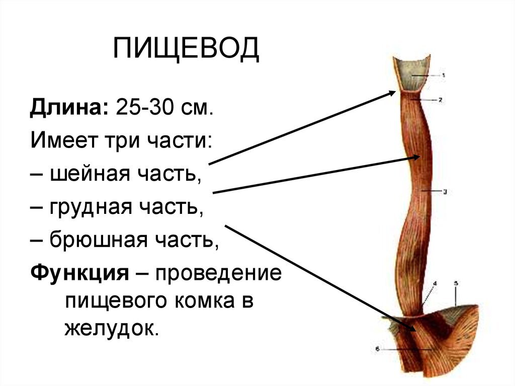 Пищевод функции расположение части отделы пищевода строение стенки изгибы сужения