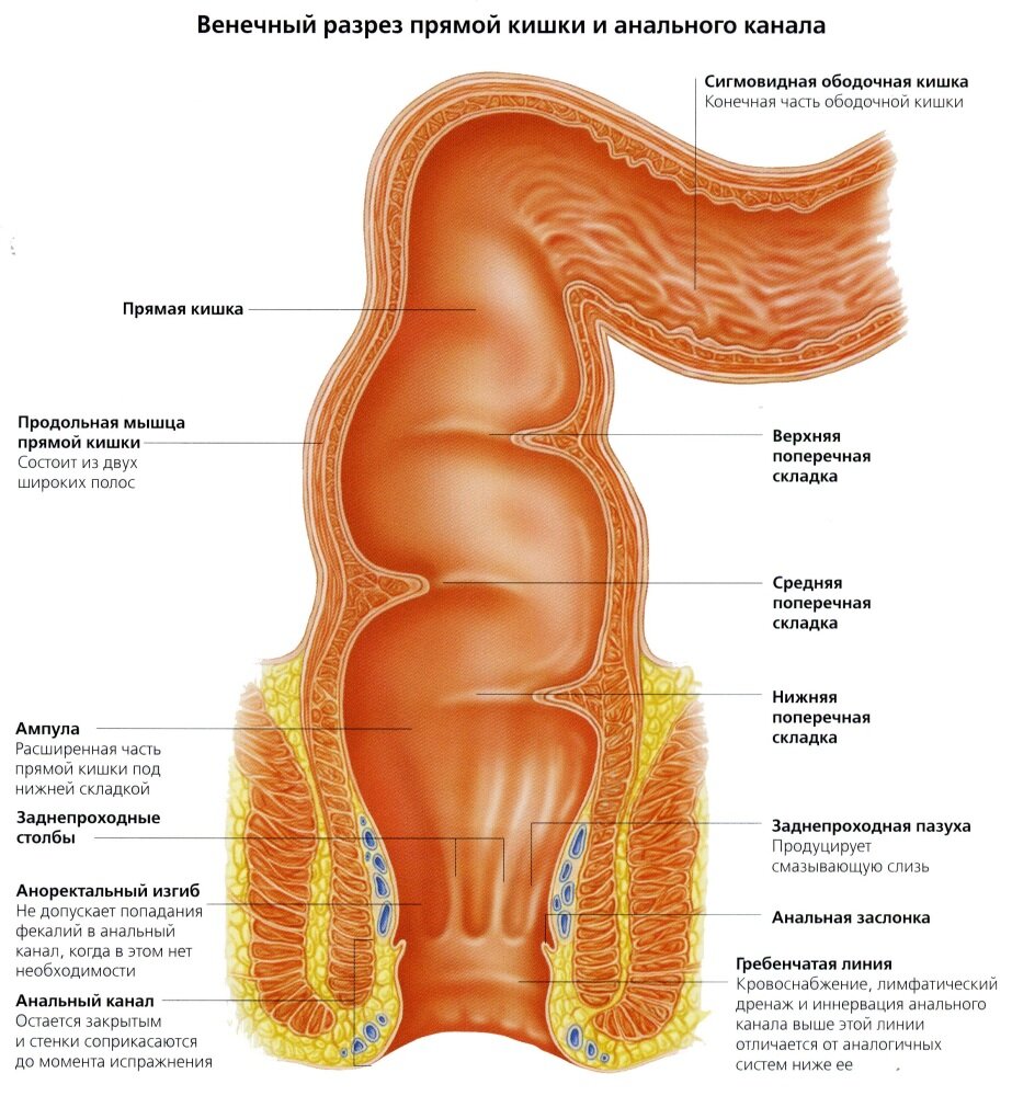 Кишечник человека прямая кишка