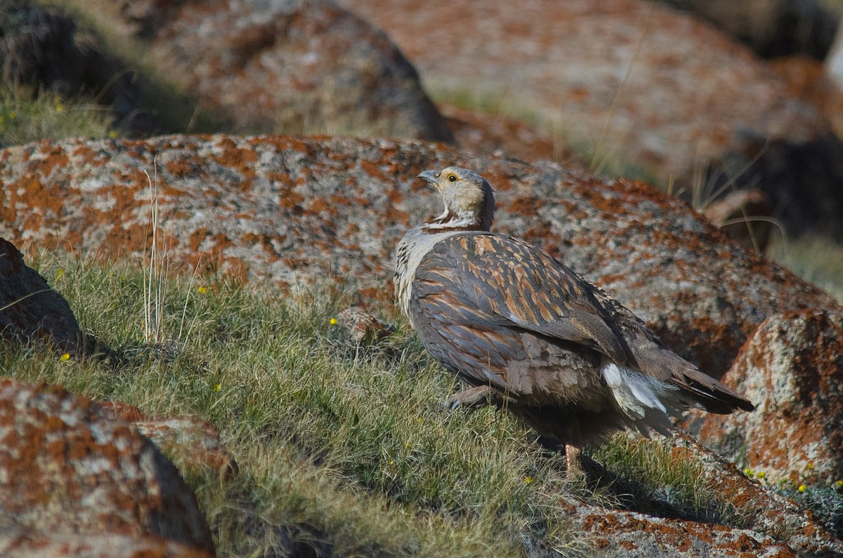 Himalayan Monal.