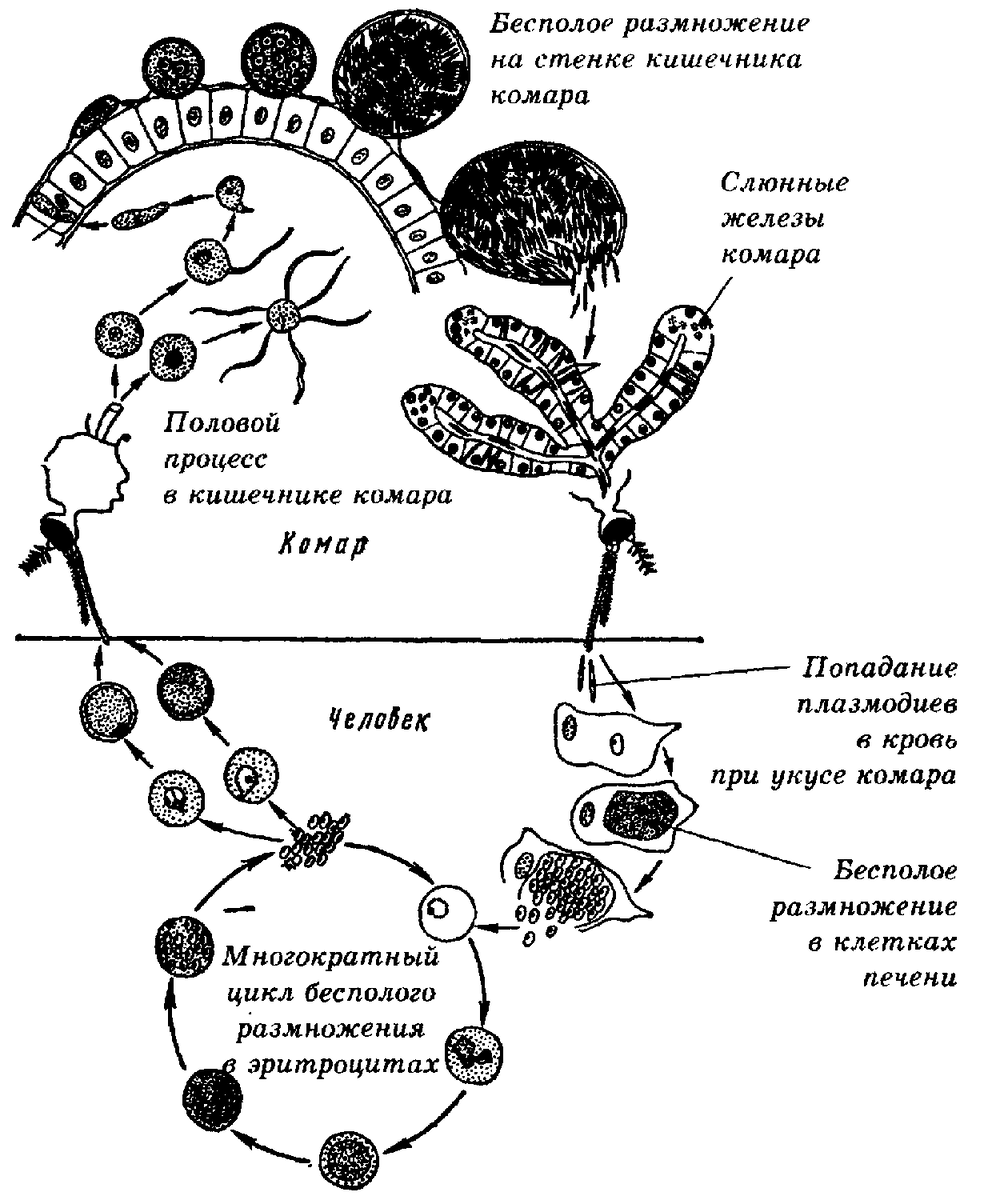 Малярийный плазмодий в кишечнике. Жизненный цикл плазмодия схема. Жизненный цикл малярийного плазмодия схема. Цикл развития малярийного плазмодия схема. Цикл развития малярийного плазмодия схема рисунок.