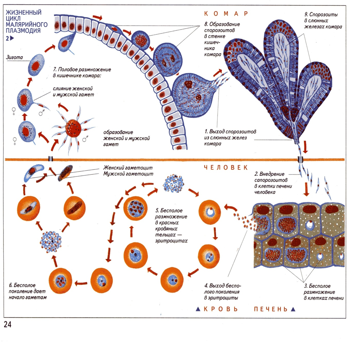 Цикл малярии. Цикл размножения малярийного плазмодия. Стадии жизненного цикла малярийного плазмодия. Жизненный цикл малярийного плазмодия схема. Жизненный цикл малярийного плазмодия биология.