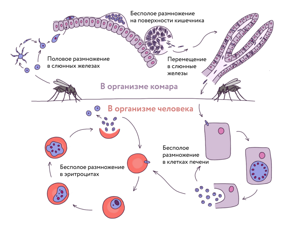 Как происходит заражение человека малярийным плазмодием. Стадии жизненного цикла малярийного плазмодия. Стадии размножения малярийного плазмодия. Цикл размножения малярийного плазмодия схема. Цикл развития малярийного плазмодия.