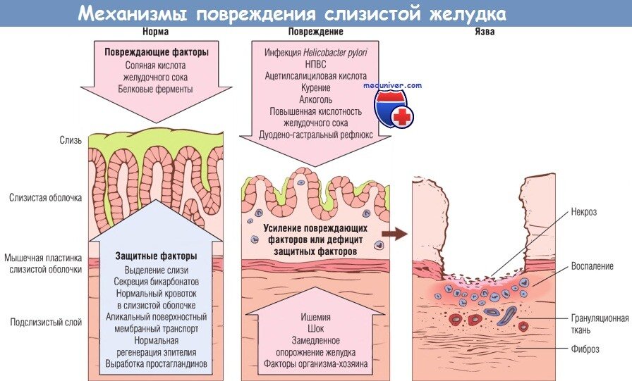 Оболочка служит