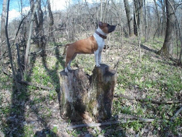 Амстафф Трейси позирует в лесу