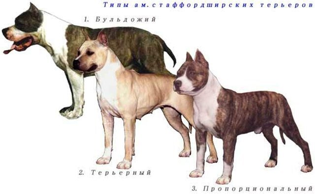 Типы американских стаффордширских терьеров