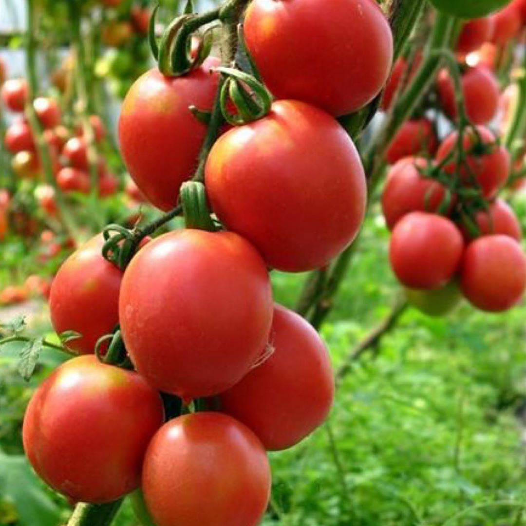 садоводы и огородники. фото дачники поддержим россию хорошими урожаями. каждый дачник. советы огородникам в августе. дачники на даче.