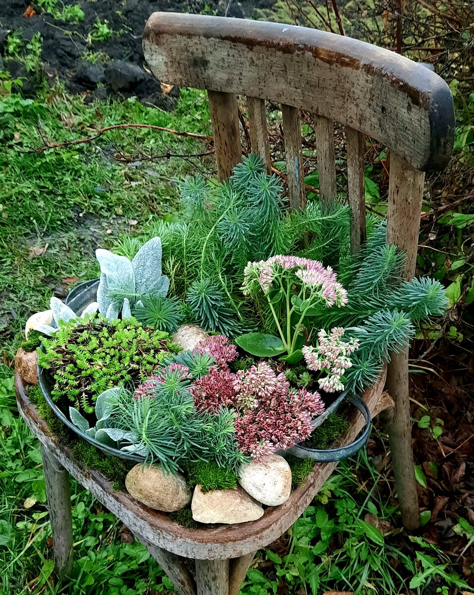 Фото автора. Старый стул, худой таз, камни, цветы, мох.