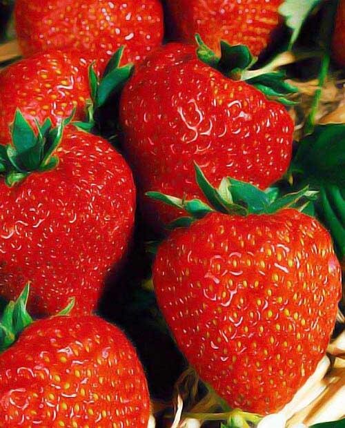 Изображение взято с сайта:https://agro-market24.ru/catalog/item/klubnika_viktoriya_remontantnyy_krupnoplodnyy_sort_ranniy_srok_sozrevaniya_5sht/