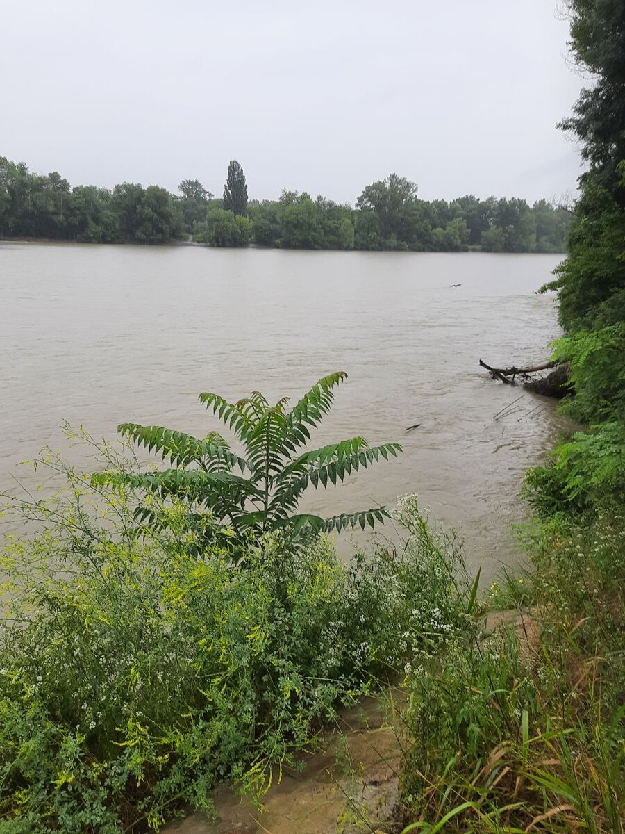 Река Кубань в Армавире