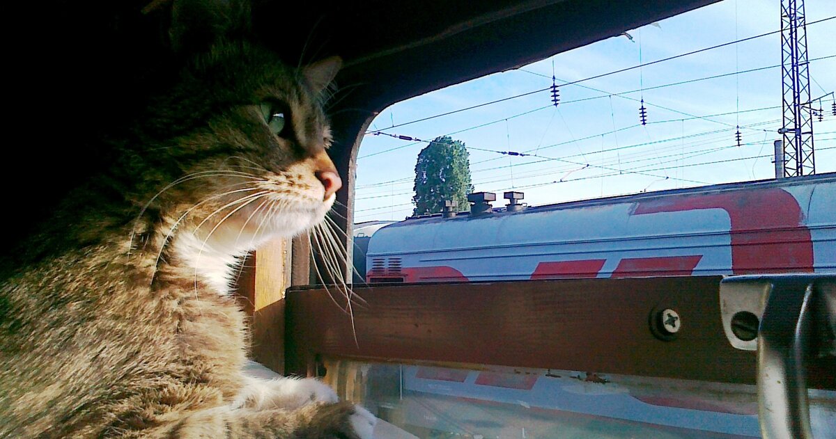 Фото взято из открытых источников