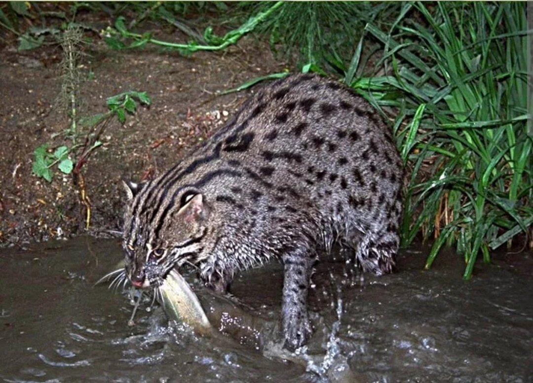 Игра кошки мышки текст. Игра кошки мышки для детей настольная. Детская игра кошки мышки. "кошки-мышки". Подвижная игра кот и мыши цель.