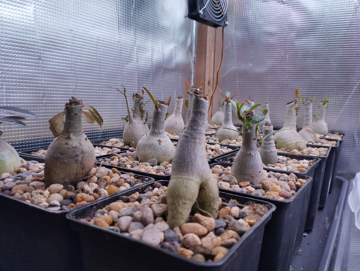 адениум в воде. адениум отросток. пустынная роза сокотра. адениум в африке. адениум размножение черенками.