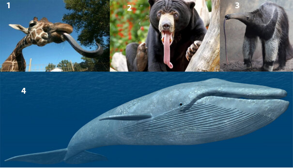 региональный этап по биологии 10 класс 2023. итоги муниципального этапа олимпиад. муниципальный этап всероссийской олимпиады школьников 2020-2021. всероссийская олимпиада всош 2022 2023. всероссийская олимпиада школьников 2022-2023.