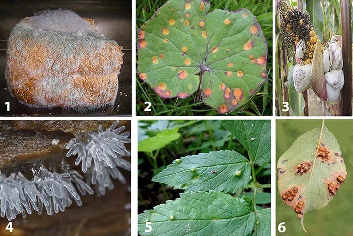 Делимость чисел задания. 5 a 2 10 6 класс. 4. Признак делимлсти н а10. 5 a 2 10 6 класс.