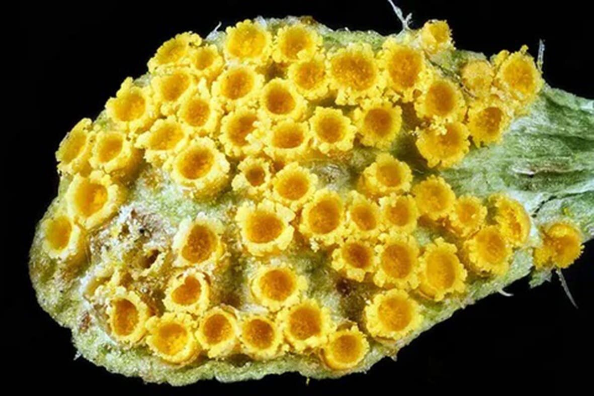 адаптированная программа 6 класс биология