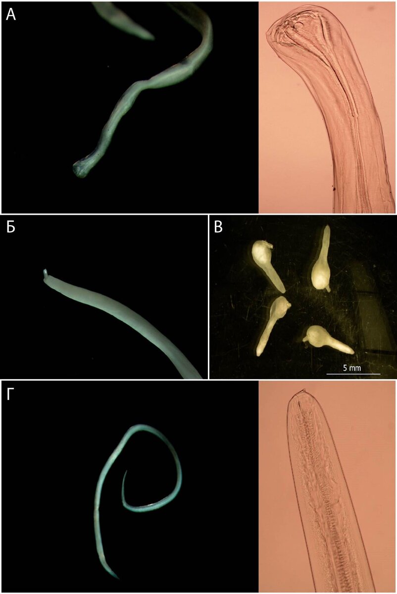 Расписание впр 2022 5 класс. График проведения впр в 2020 году. Впр восьмой класс 2023. Впр восьмой класс 2023. Образование ученики.