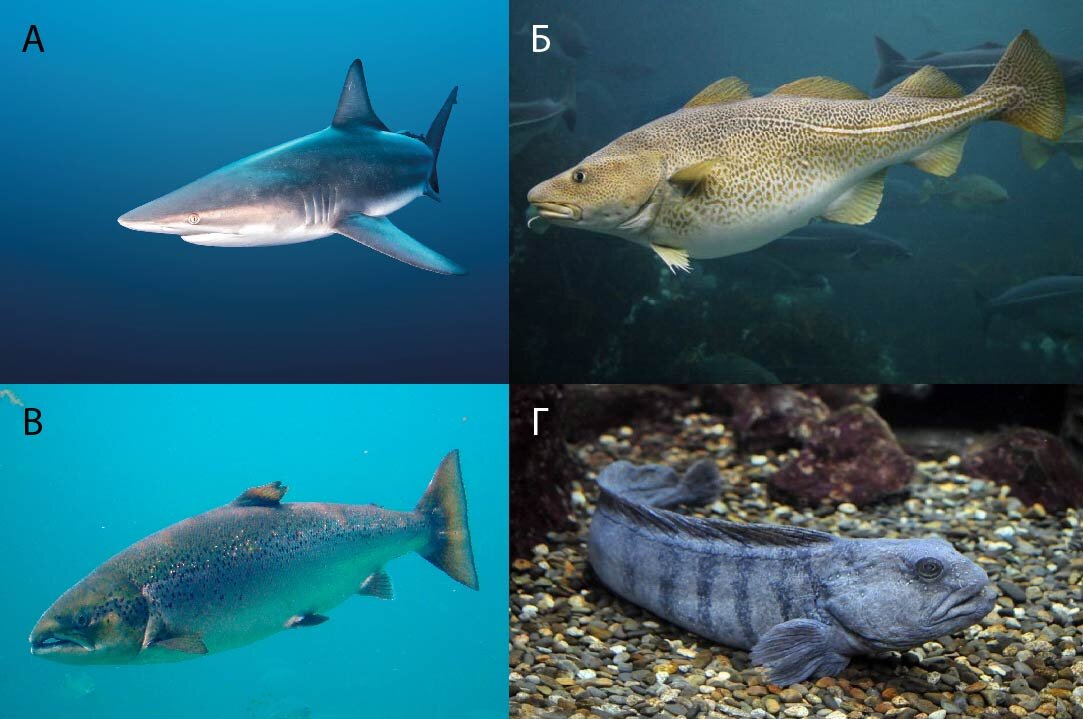 Задачи по математике на логику. Олимпиадные задачи по русскому языку 5 класс. Заедания для первого класса. Проверочные работы по биологии 8 класс с ответами. Школьное задание 8 класс с ответами.