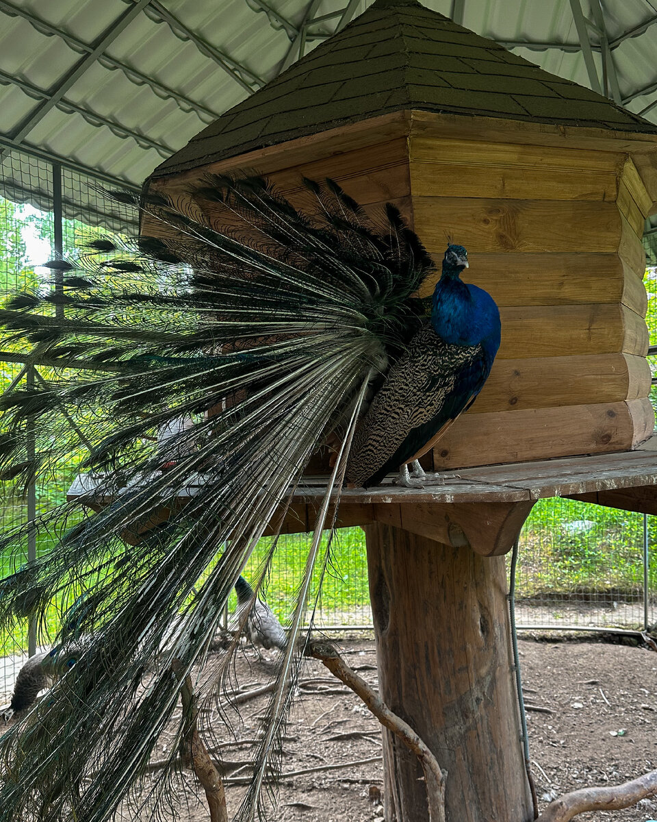 Мини-зоопарк в экоотеле "Романов лес"