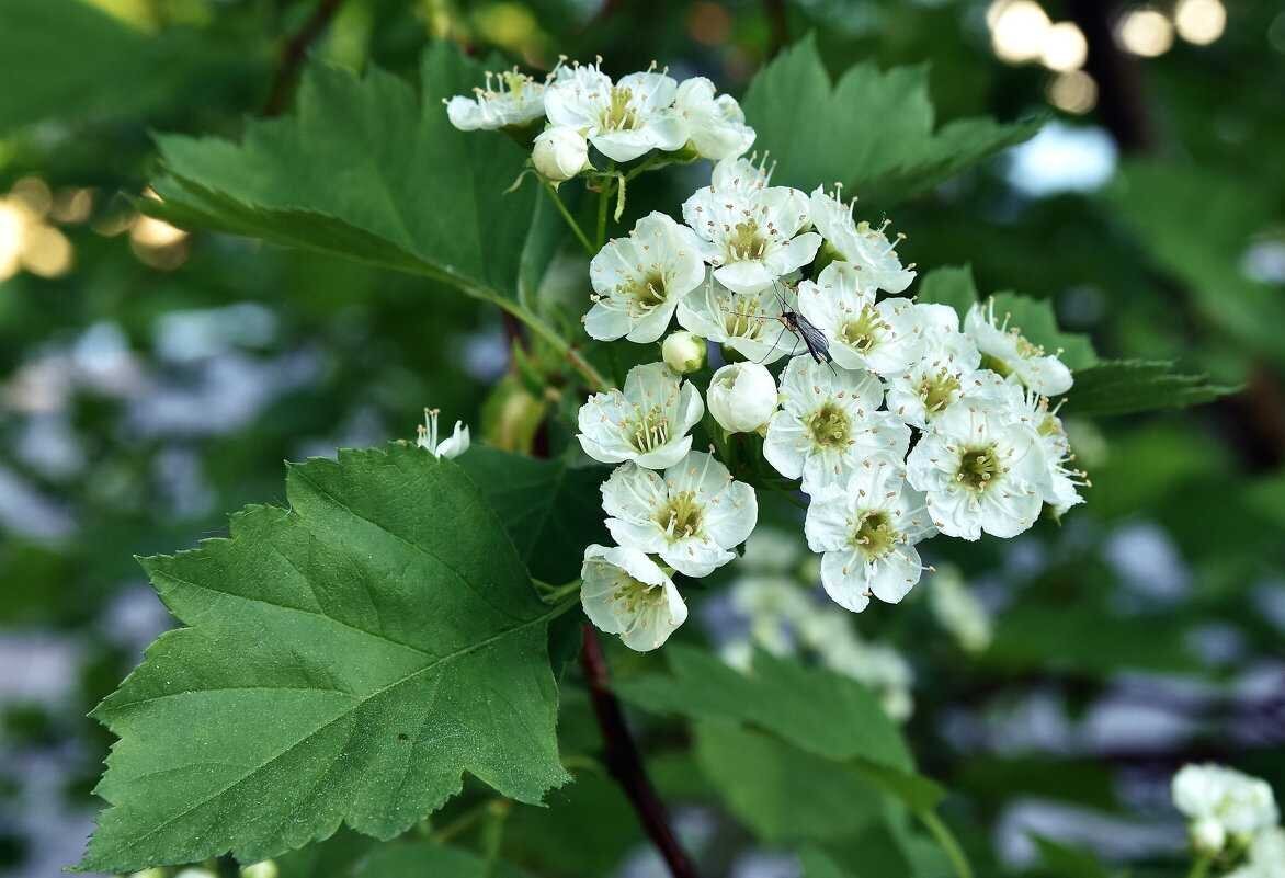 Задания на тему синтаксис. Синтаксис задания 6 класс. Задания по синтаксису 5 класс русский язык. Сложные предложения. Сложные предложения.