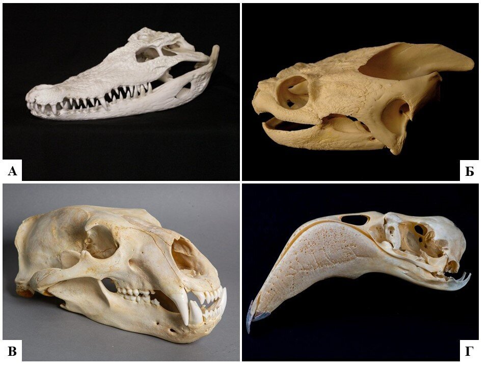 Бактерии. Биология 7 класс растения бактерии грибы. Биология 7 класс программа. Примерная адаптированная общеобразовательная программа. Адаптированная программа биология 7 класс.