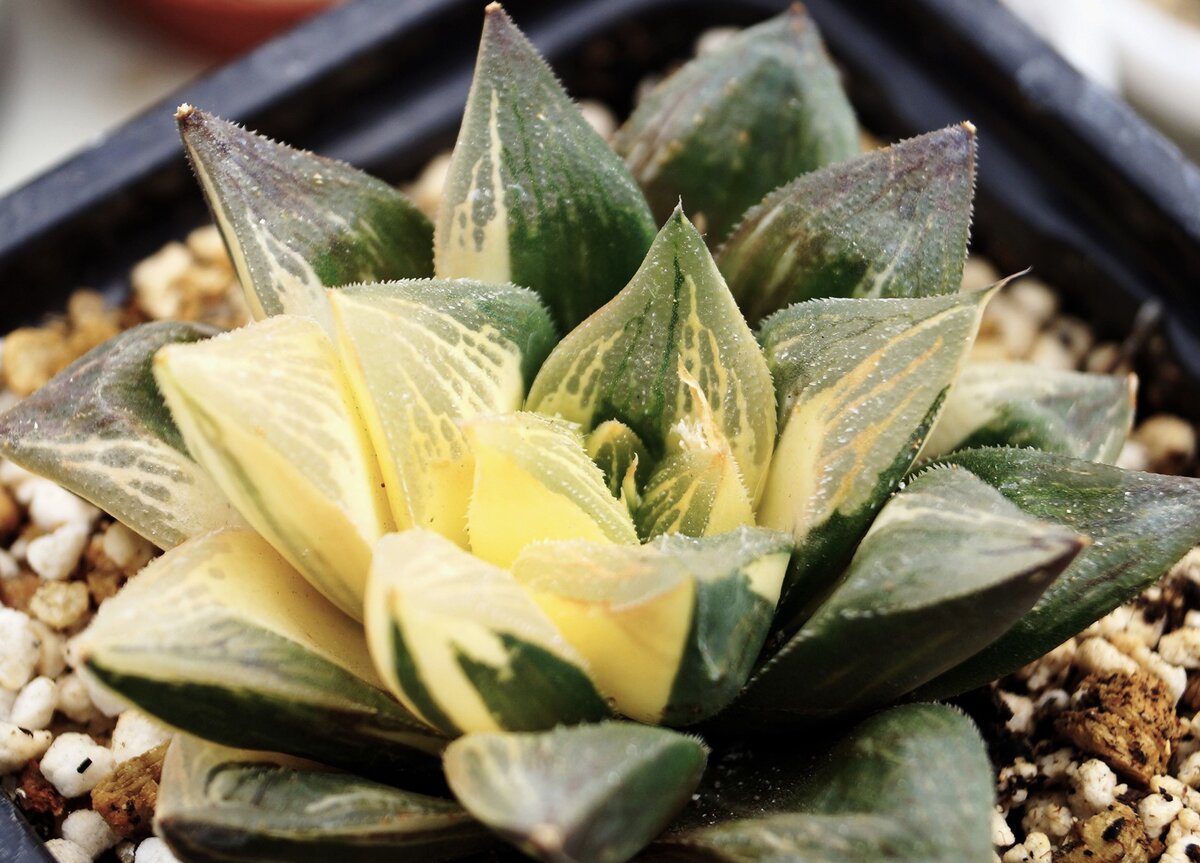 Фото из открытых источников. Просто невероятной красоты суккулент..