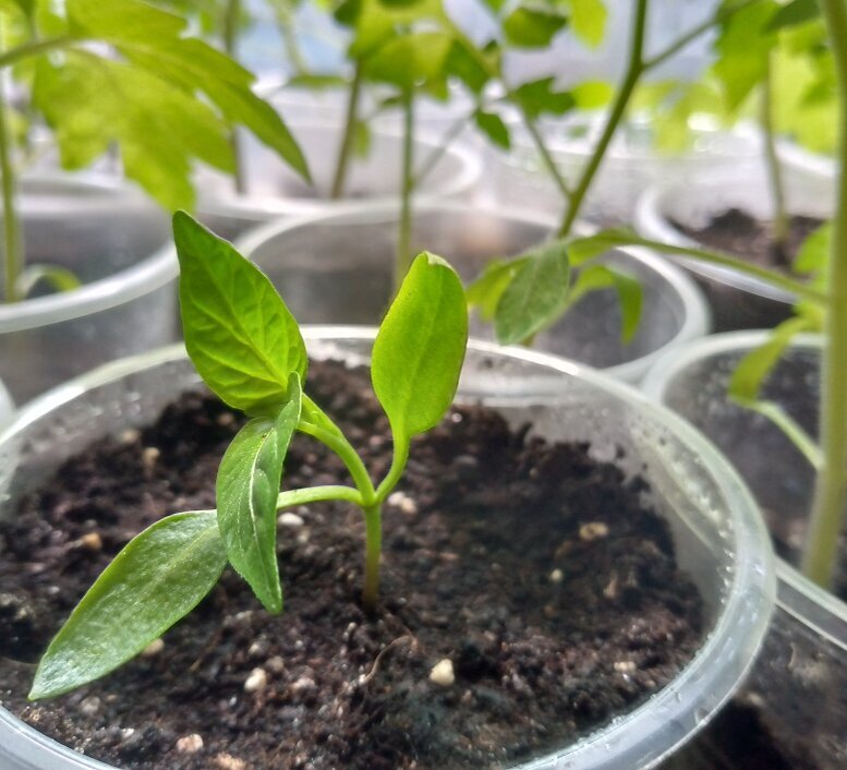 Посадка семян. Посев семян перца на рассаду. Семена для рассады. Семена для рассады. Посев перца.