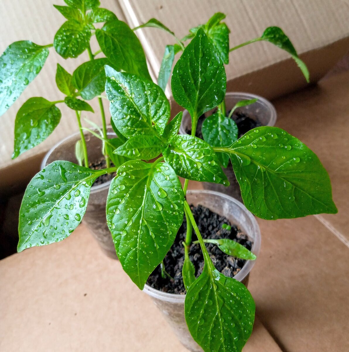 Какое время нужно сажать семена для рассады. Даты посадки сладкого перца. Таблица посадки перца 2021. Посев семян на овощи. Таблица высадки семян на рассаду.