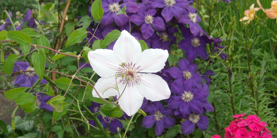 Как посадить и вырастить очаровательный клематис: советы опытного цветовода