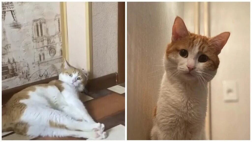 Найди названия 13 животных слова. Найдите названия 13 животных английский. Найди 13 слов по темам игрушки. Найти названия 13 животных. Найди 13 животных.