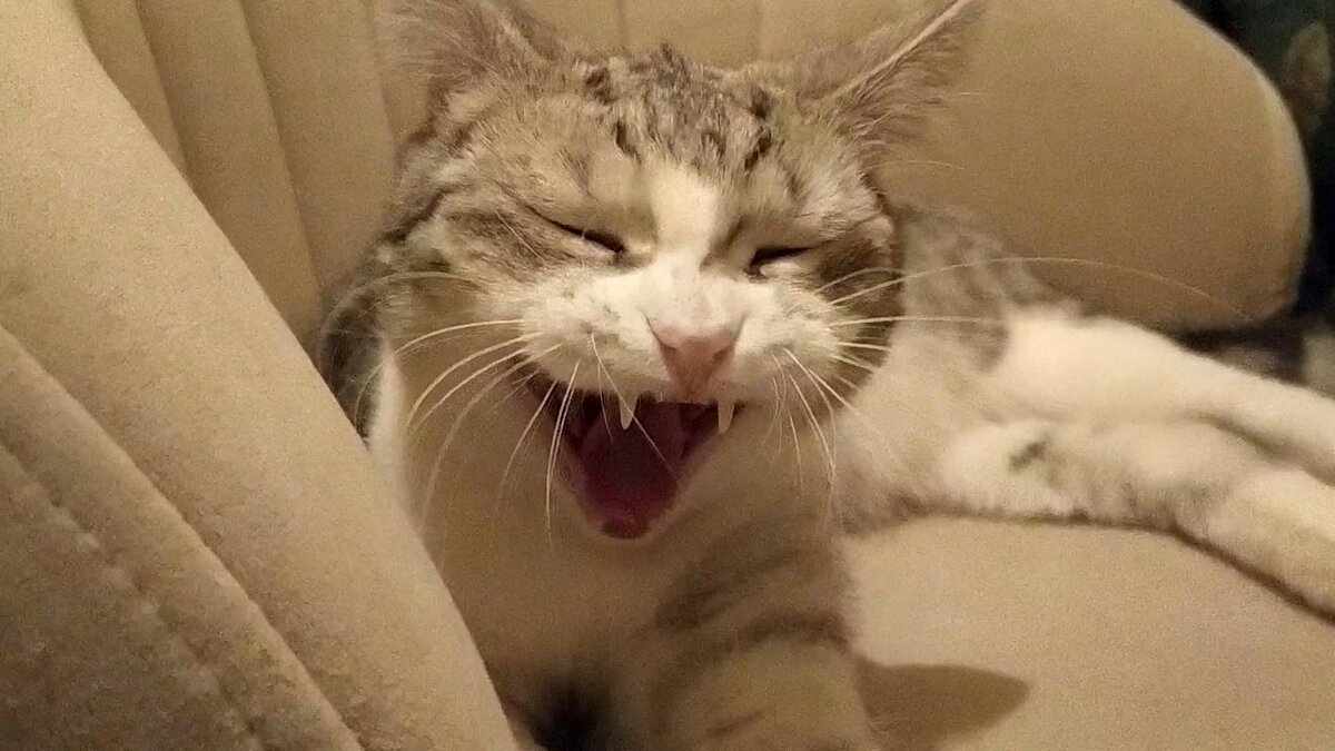 Только мы с котом. Аниме арт. Только мы с котом на кухню идем. Только мы с котом на кухне вдвоем. Комиксы про котов.