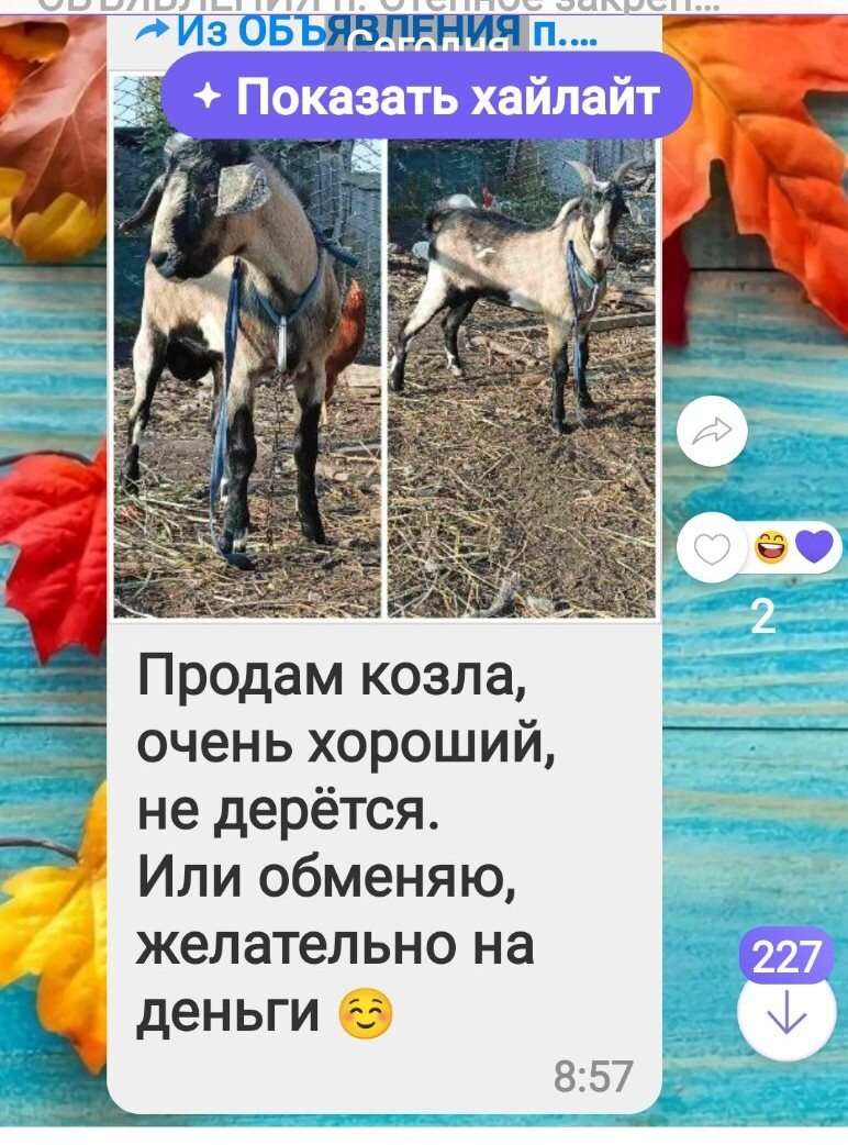 Скриншот объявления в вайбере