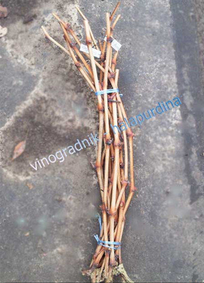 Черенки винограда