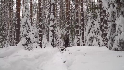 ЖИВУЩИЙ В ГЛУШИ. САМАЯ ЭКСТРЕМАЛЬНАЯ НОЧЁВКА В ЗЕМЛЯНКЕ. ПРЯЧУСЬ ОТ МОРОЗА В ДОМЕ ПОД ЗЕМЛЁЙ. В ЛЕСНОЙ ХИЖИНЕ КАК В РАЮ.