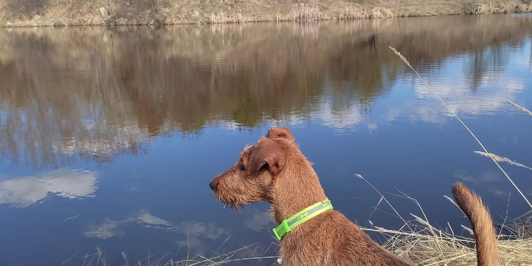 Почему родословная так важна.