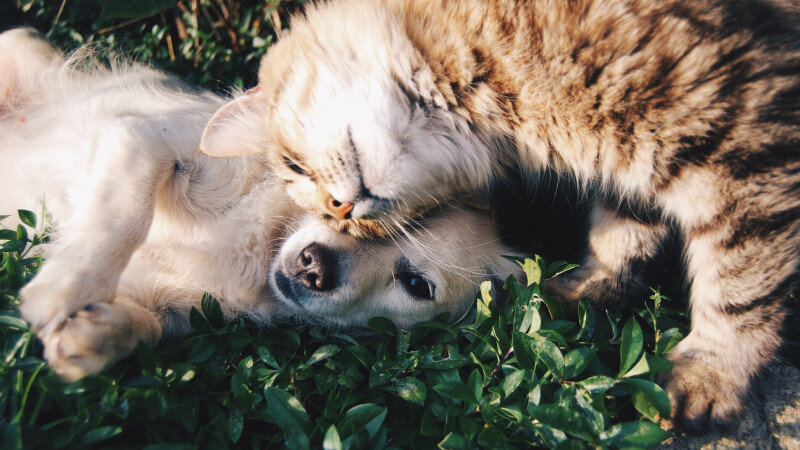     Кот и пес. Кот и собака. unsplash.com