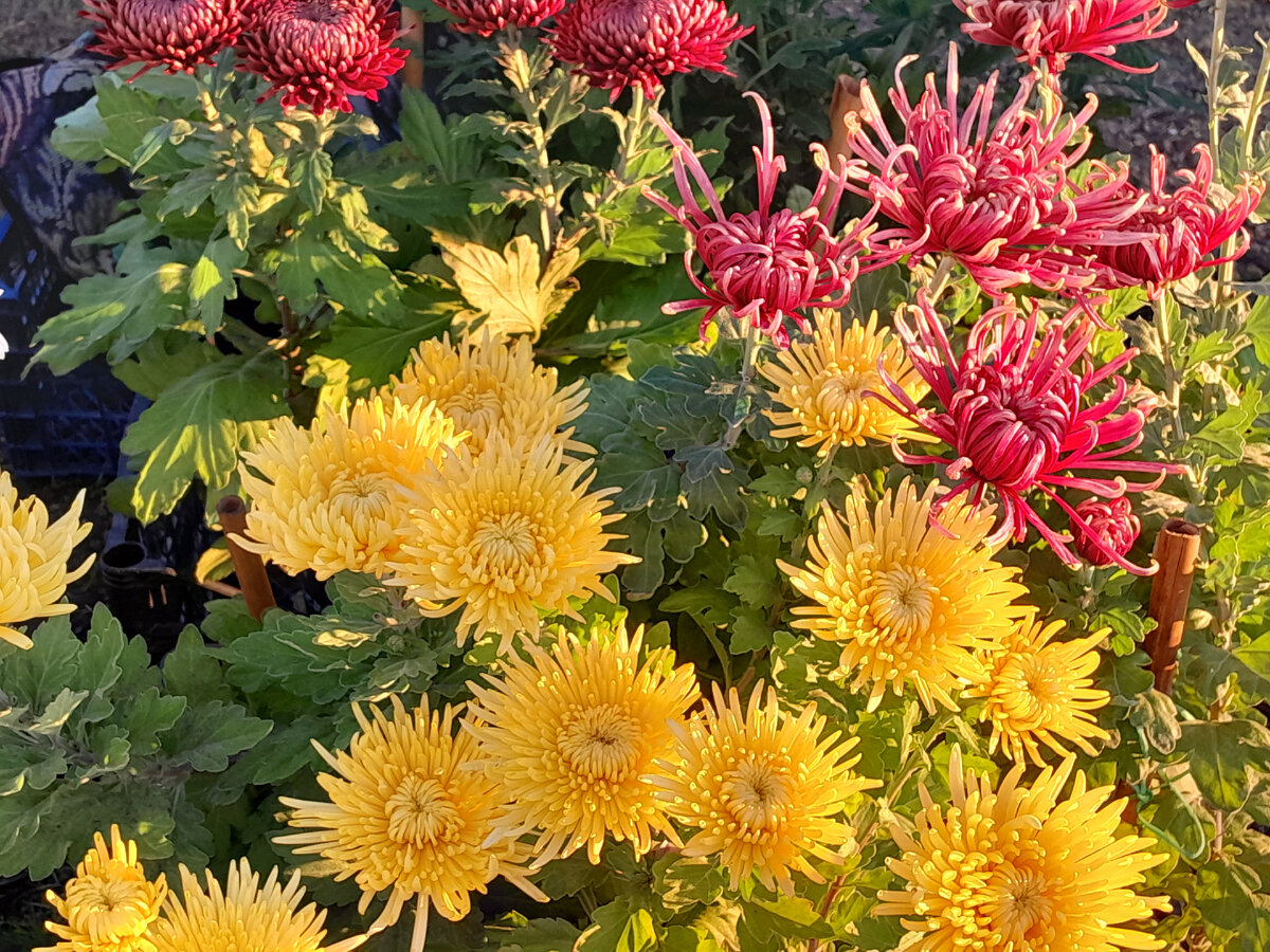 любите ли вы задавать вопросы. девушка думает. лучшие вопросы. девушка задумалась. анкета про книги.