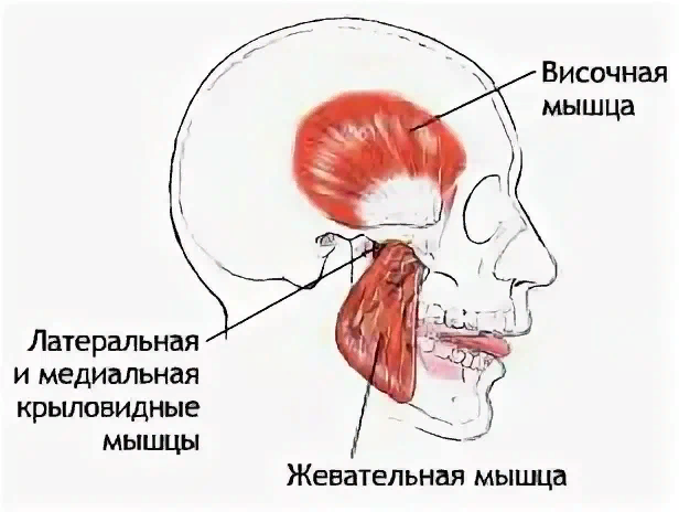 Прикрепление латеральной крыловидной мышцы. Медиальная крыловидная мышца анатомия. Крыловидная жевательная мышца. Жевательные мышцы нижней челюсти. Жевательные и височные мышцы.