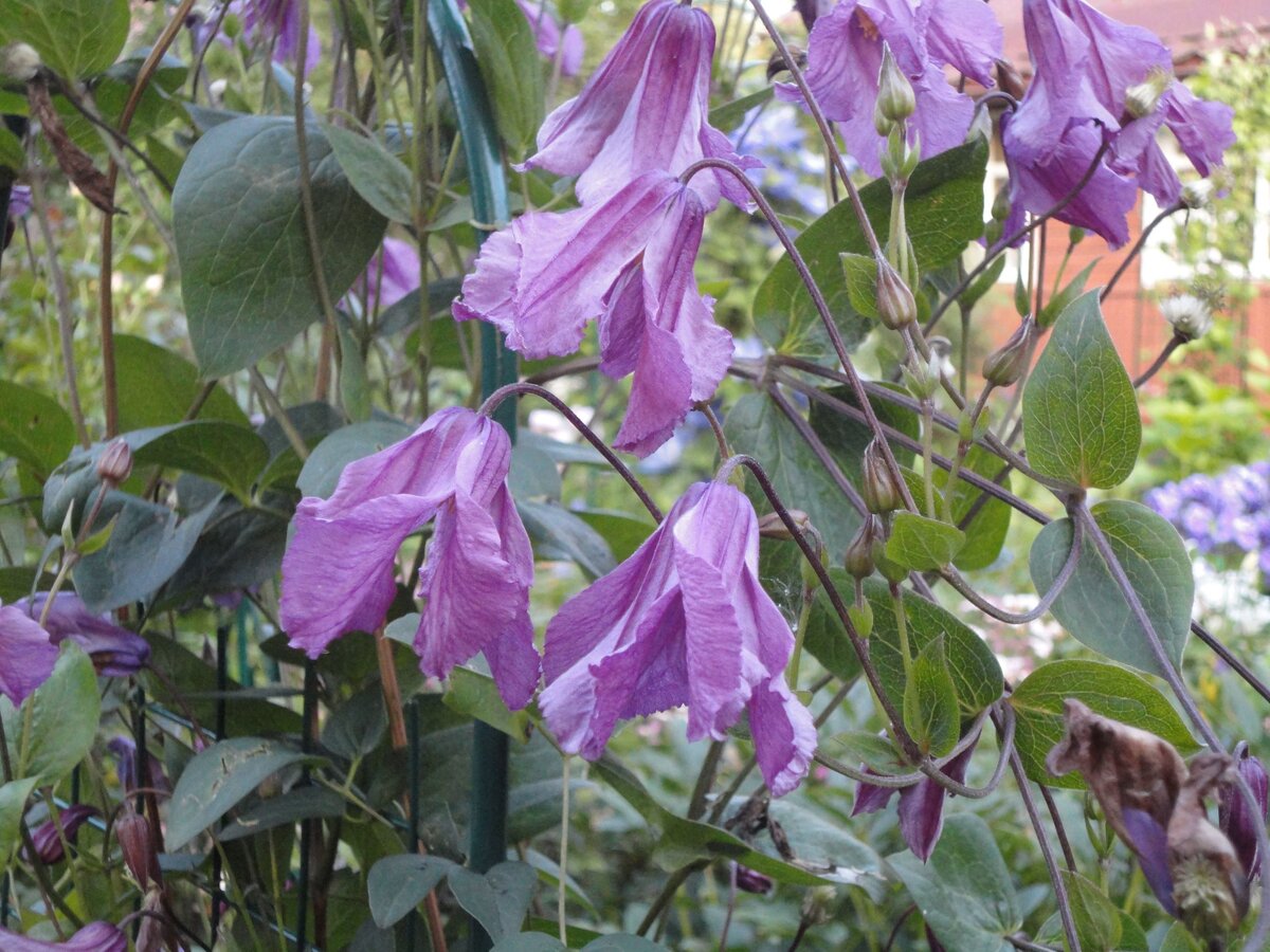 Интегрифолия клематис