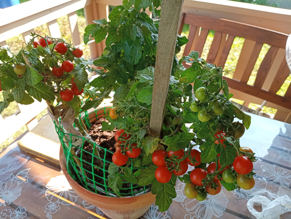 Томаты свежие. Томаты на ветке. Томаты 24 года. Томат красная звезда. Томат черри санька.